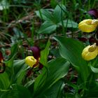 Gelber Frauenschuh I, Cypripedium calceolus, Orchidaceae, NOE Kalkalpen, NOE / A