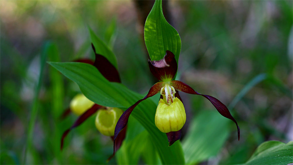 Gelber Frauenschuh II, Cypripedium calceolus, Orchidaceae, NOE Kalkalpen, NOE / A