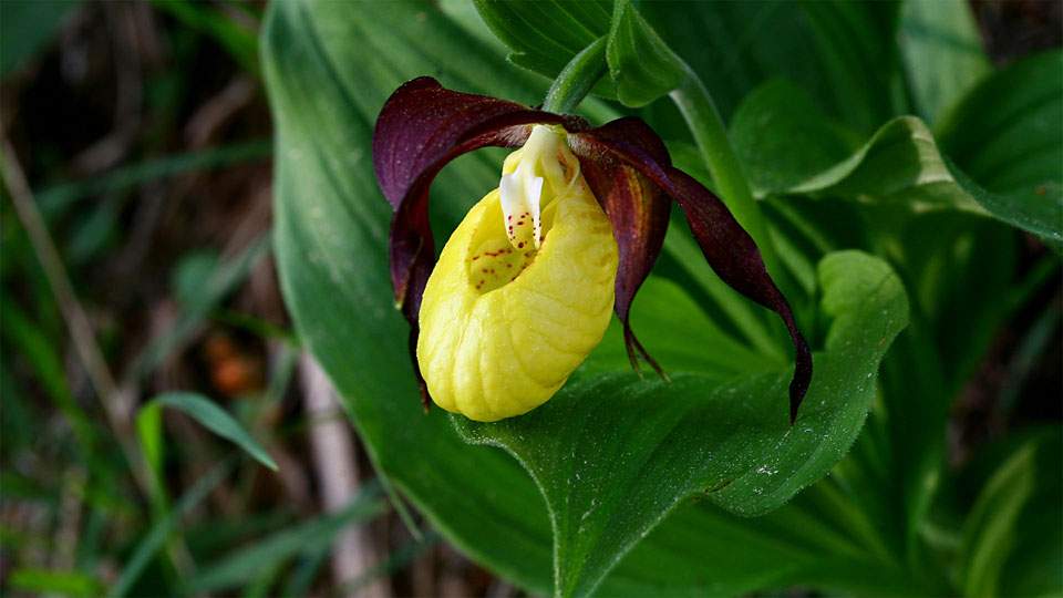 Gelber Frauenschuh III, Cypripedium calceolus, Orchidaceae, NOE Kalkalpen, NOE / A