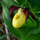 Gelber Frauenschuh III, Cypripedium calceolus, Orchidaceae, NOE Kalkalpen, NOE / A