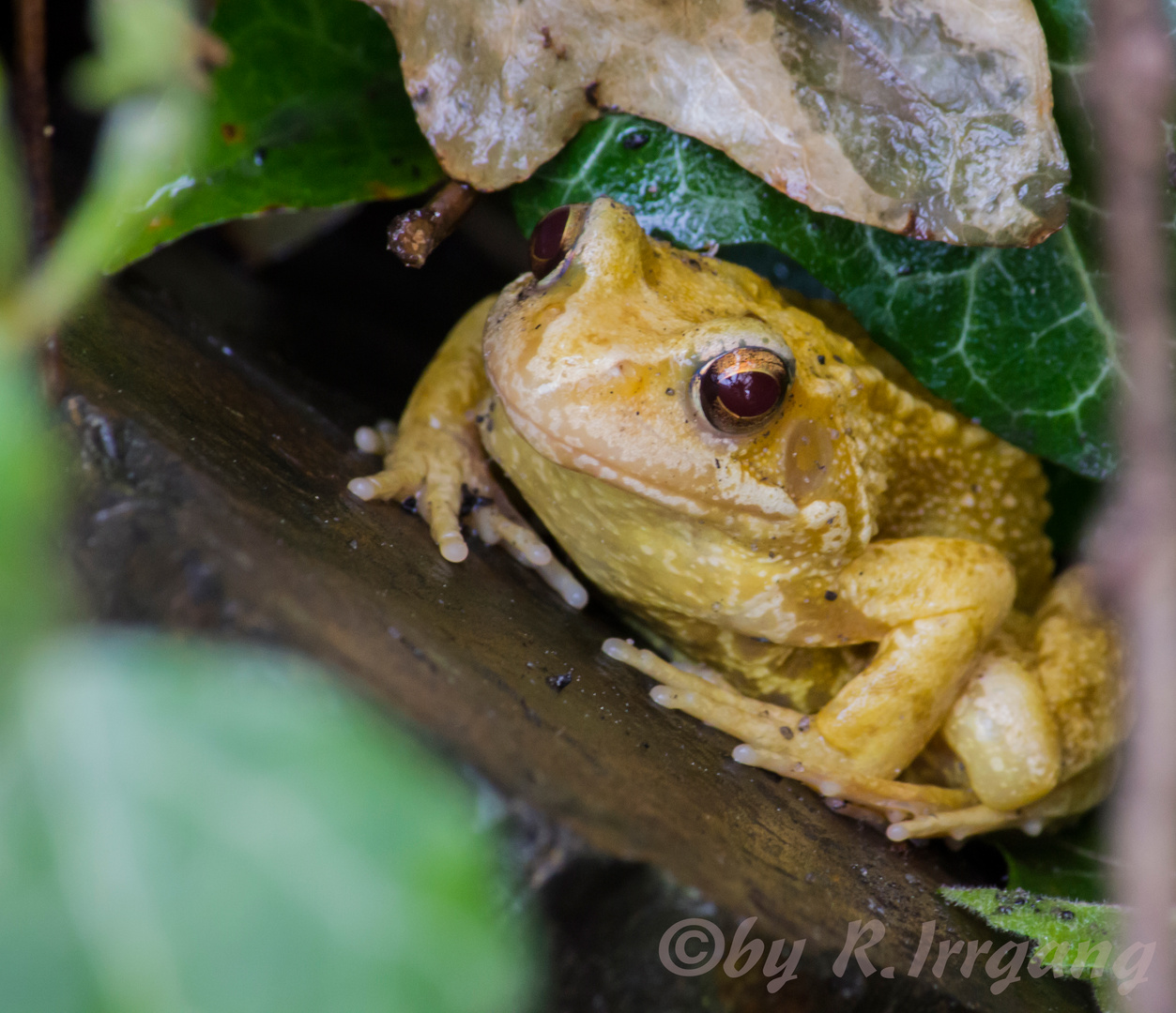 Gelber Frosch Foto & Bild anfängerecke nachgefragt, nachgefragt