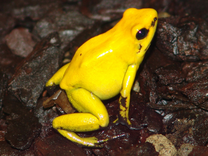 Gelber Frosch Foto & Bild | tiere, zoo, wildpark & falknerei, amphibien