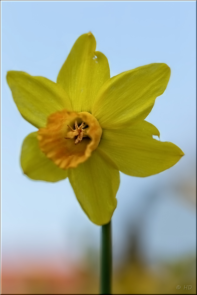 gelber Frühblüher