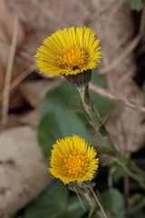 Gelber-Frühling