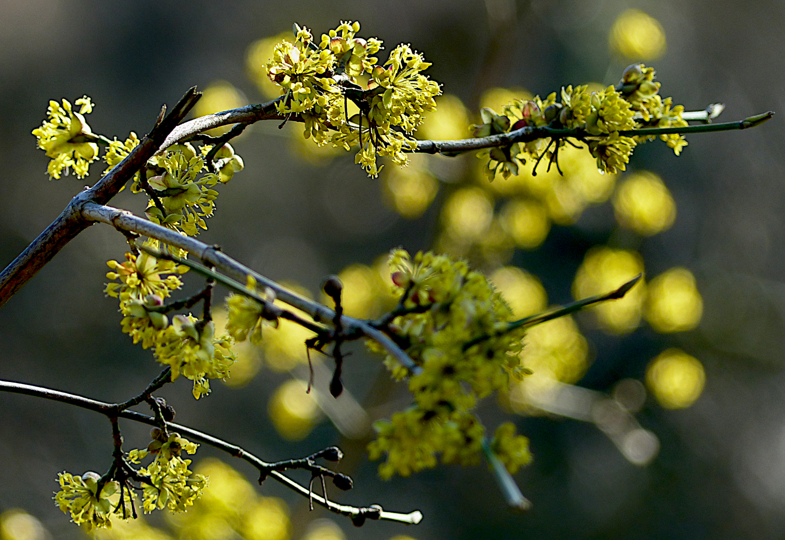 Gelber Frühling