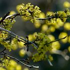 Gelber Frühling