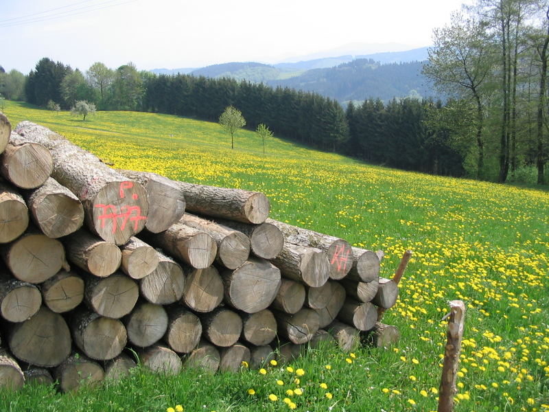 Gelber Frühling