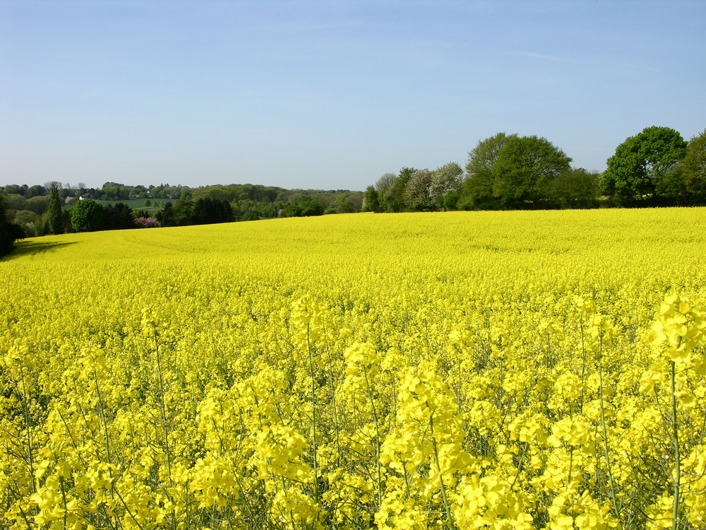 Gelber Frühling