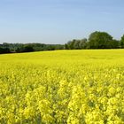 Gelber Frühling