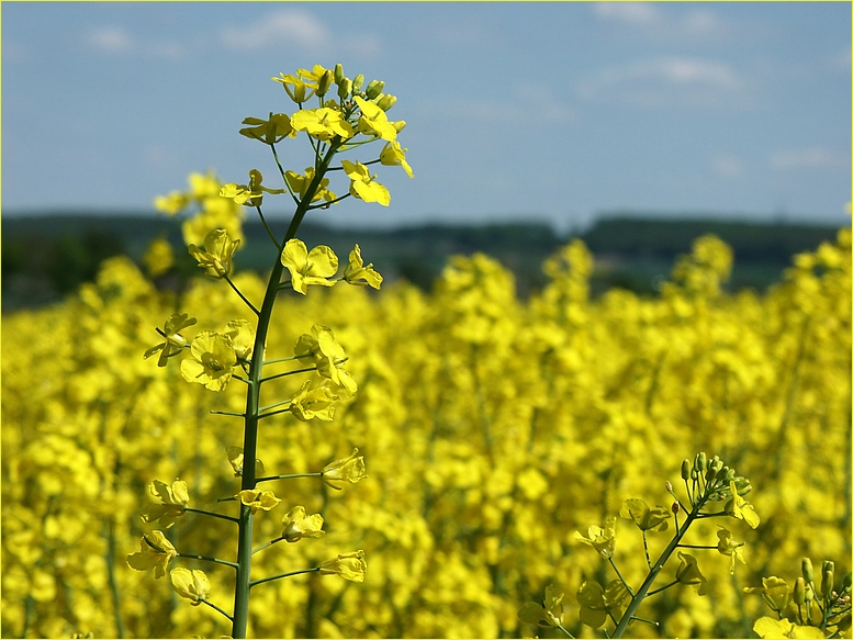 gelber Frühling