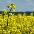 gelber Frühling