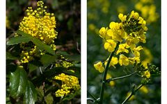 Gelber Frühling