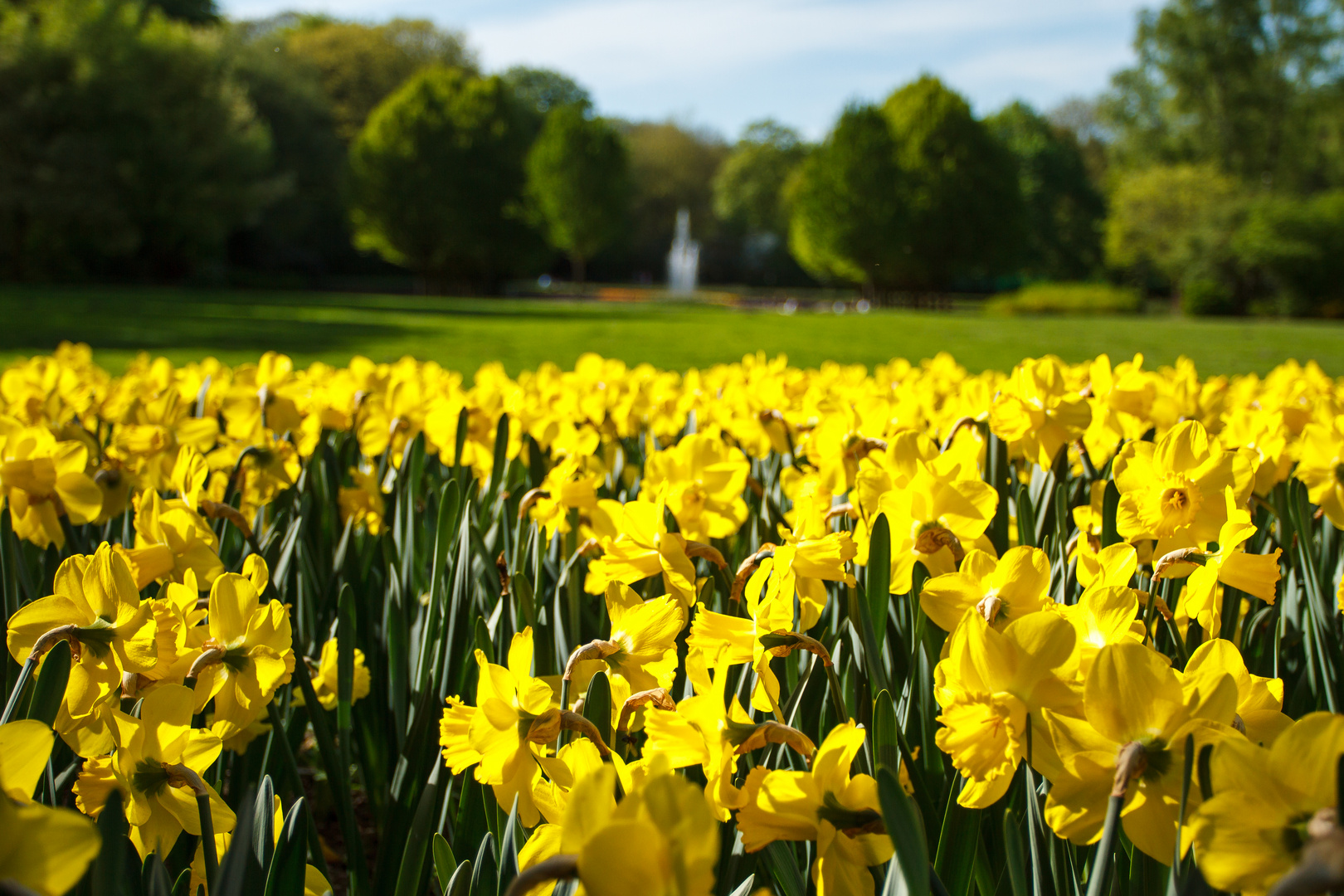 gelber frühling