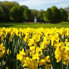 gelber frühling