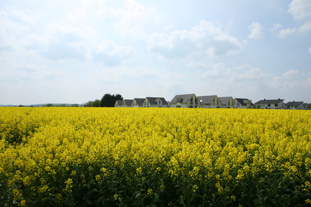 gelber Frühling