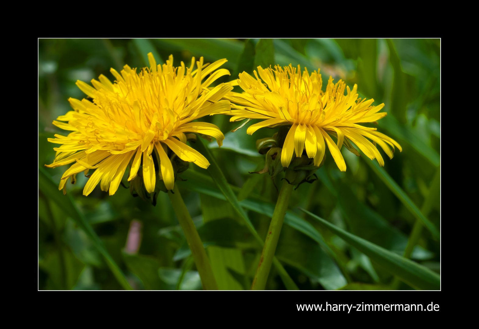 gelber Frühling