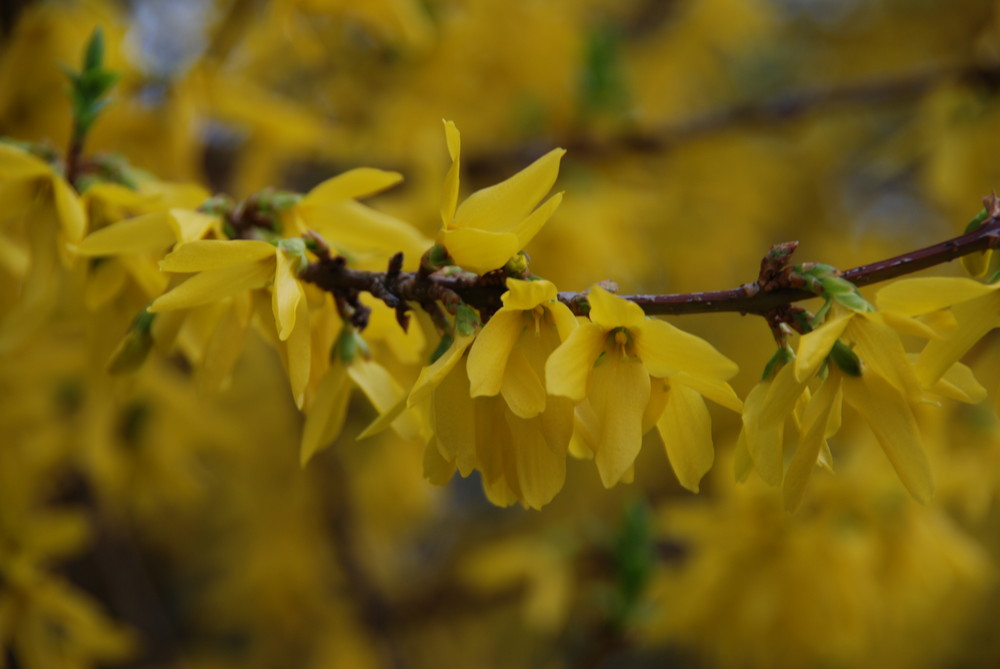 gelber Frühling Foto & Bild pflanzen, pilze & flechten, sträucher