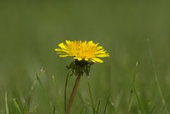 Gelber geht's nicht