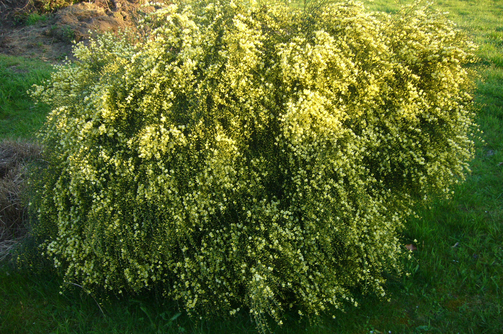 gelber Ginster oder auch Schmetterlingsblume