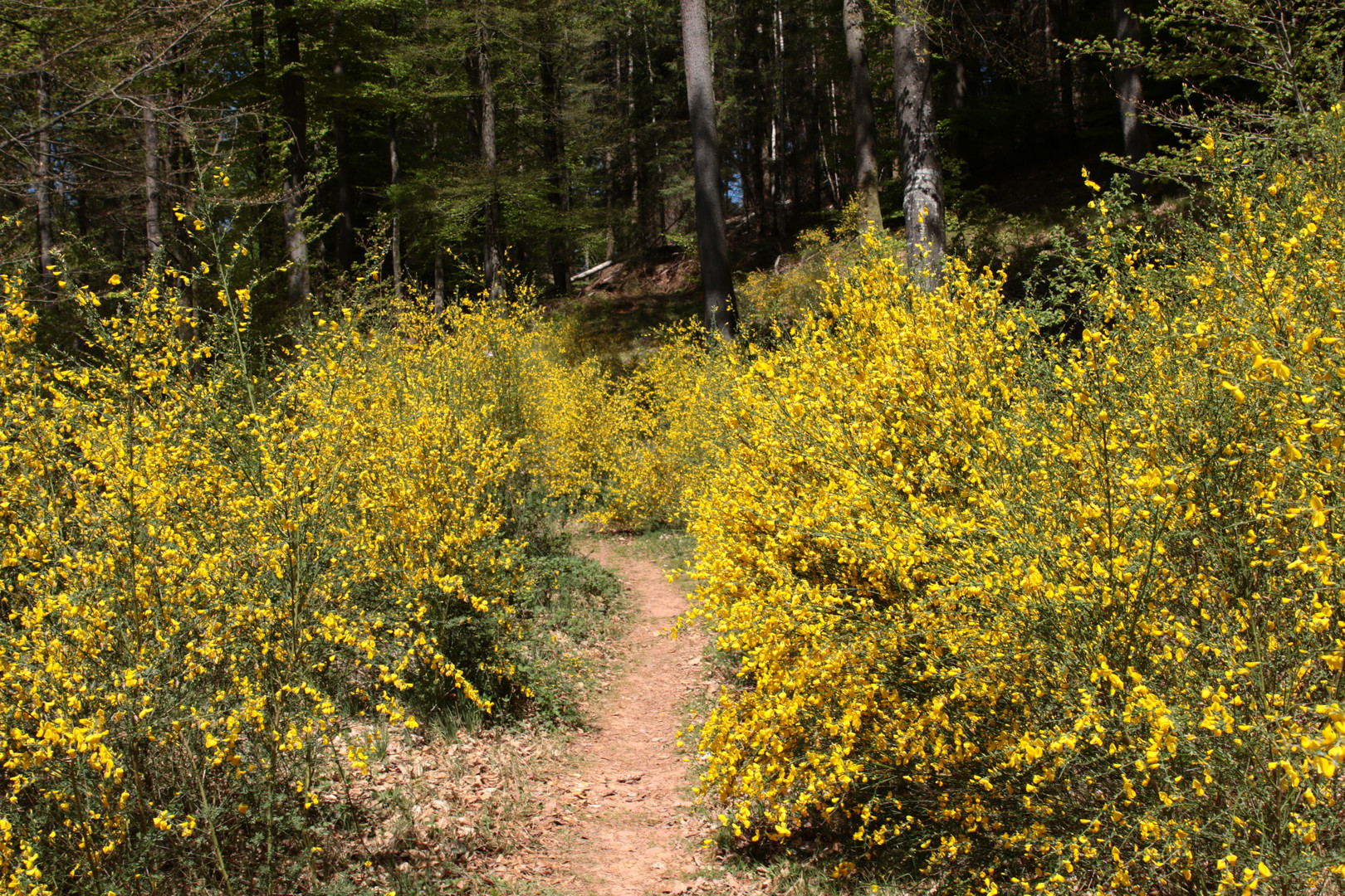 Gelber Ginsterwald