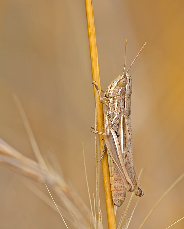 Gelber Grashüpfer