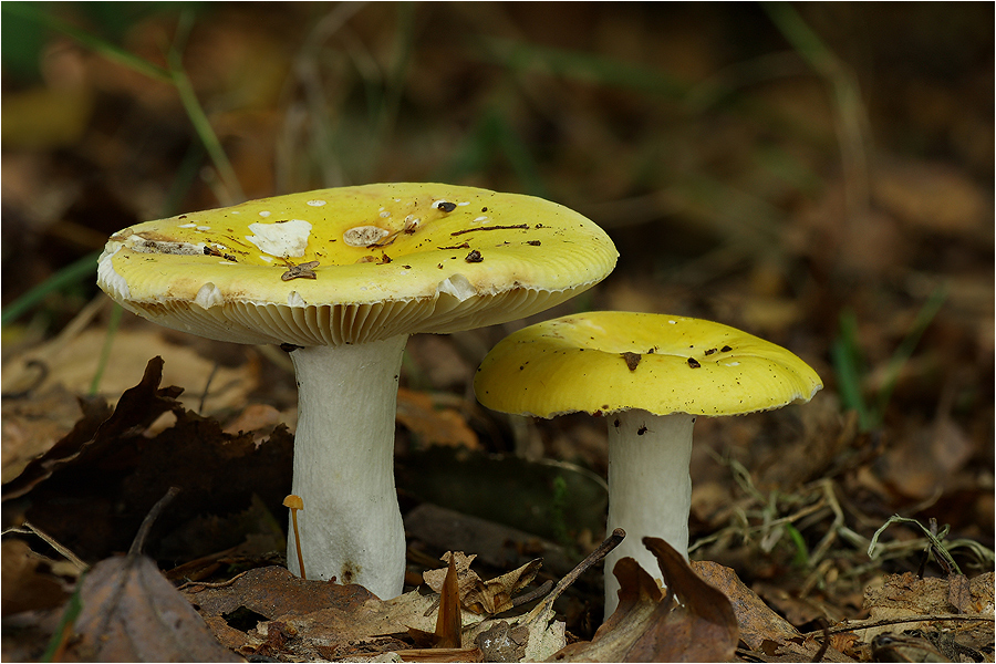 Gelber Graustieltäubling (Russula claroflava)