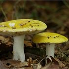 Gelber Graustieltäubling (Russula claroflava)