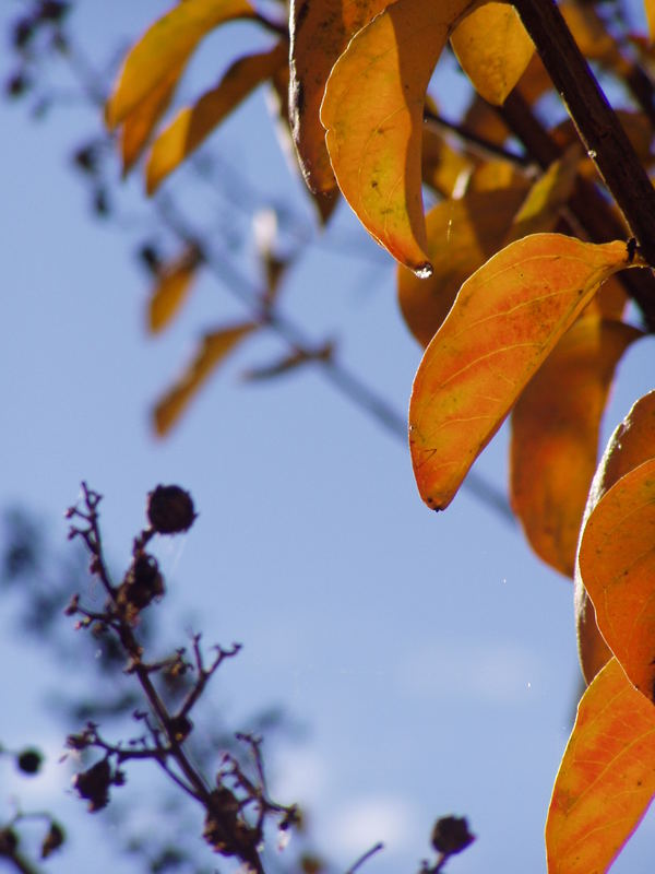 Gelber Herbst