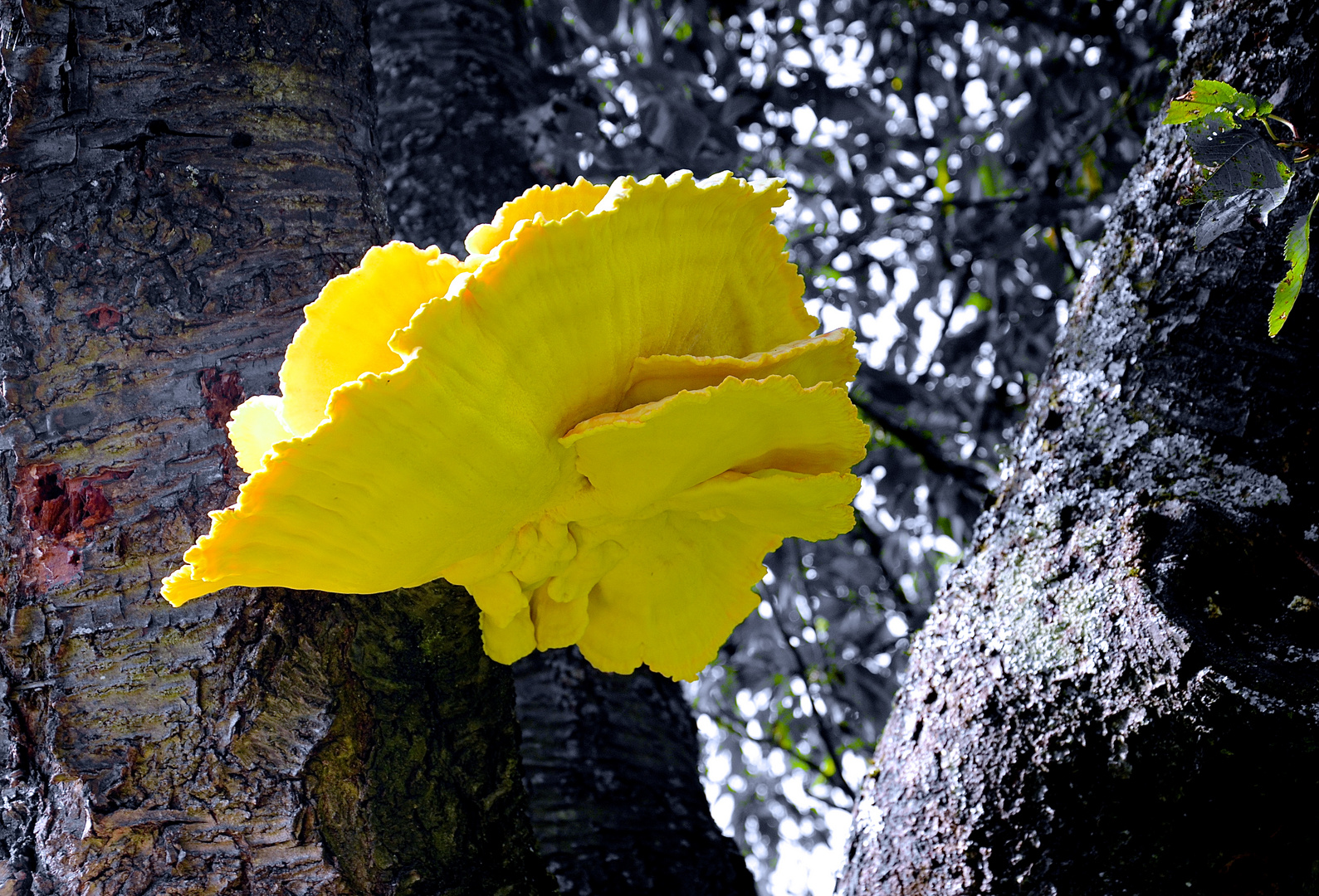 Gelber Herbst