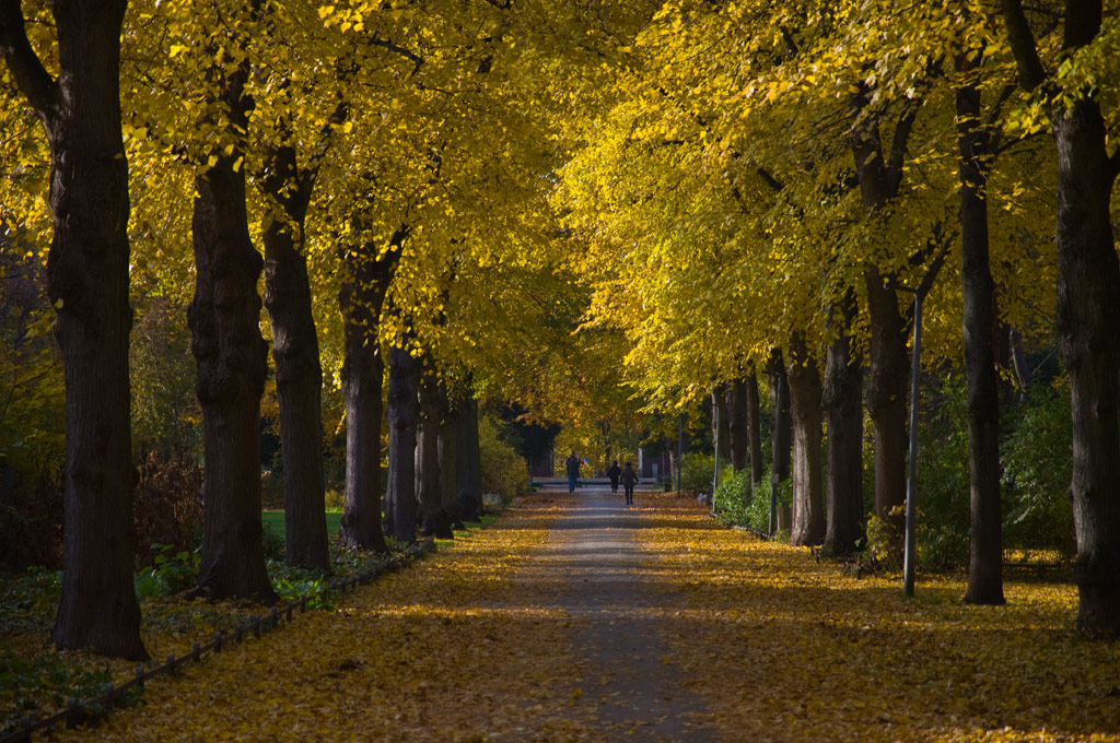 Gelber Herbsttraum