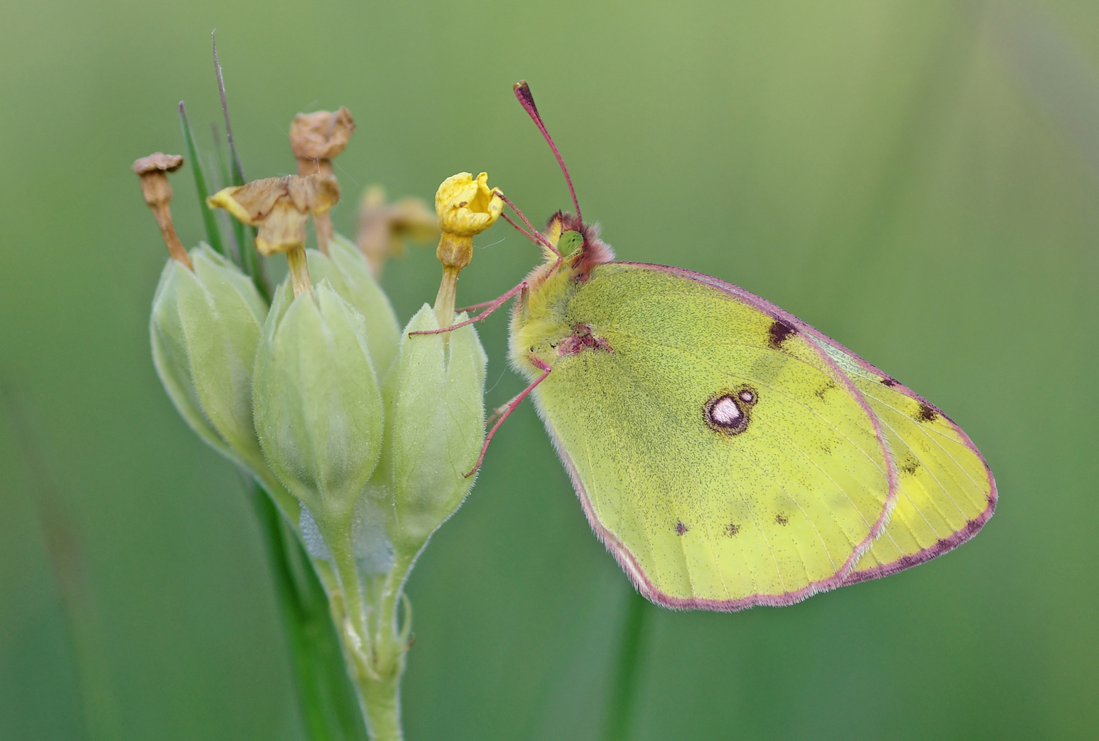 Gelber Heufalter, Goldene 8, Postillon?