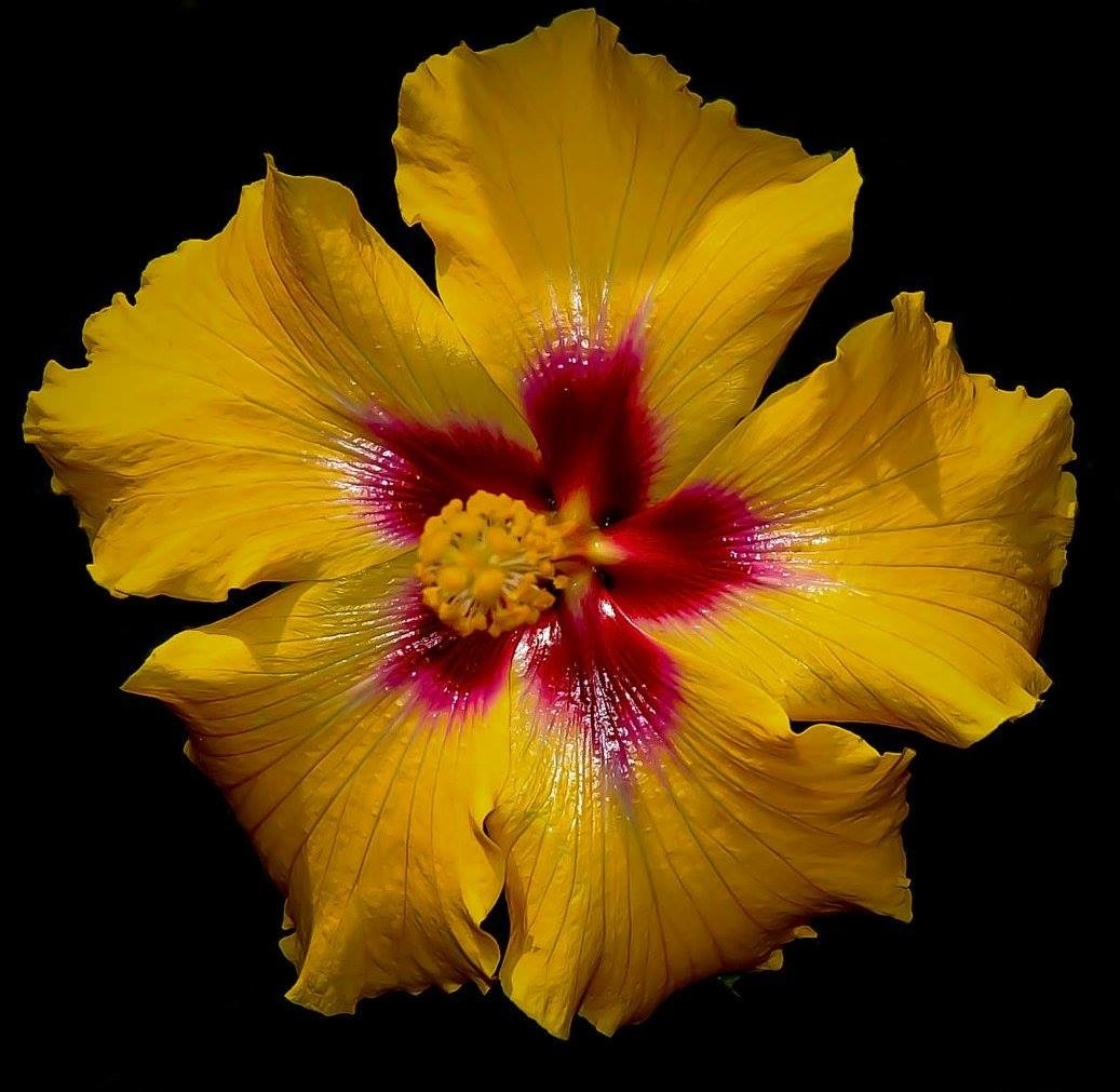 Gelber Hibiscus