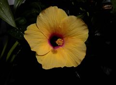 Gelber Hibiscus