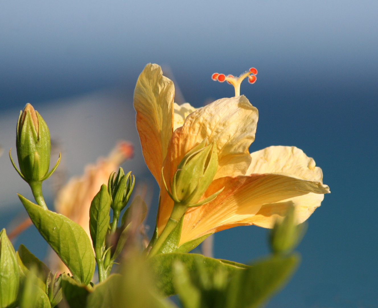 gelber Hibiskus