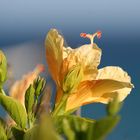 gelber Hibiskus