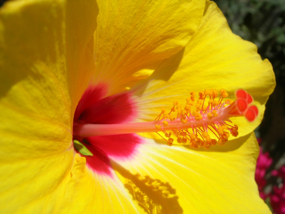 Gelber Hibiskus