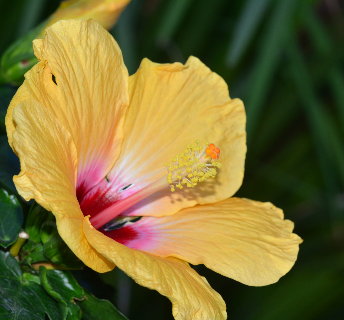 Gelber Hibiskus