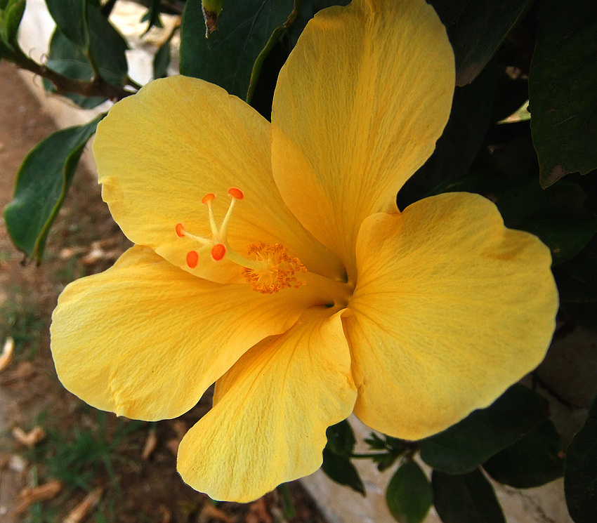 Gelber Hibiskus