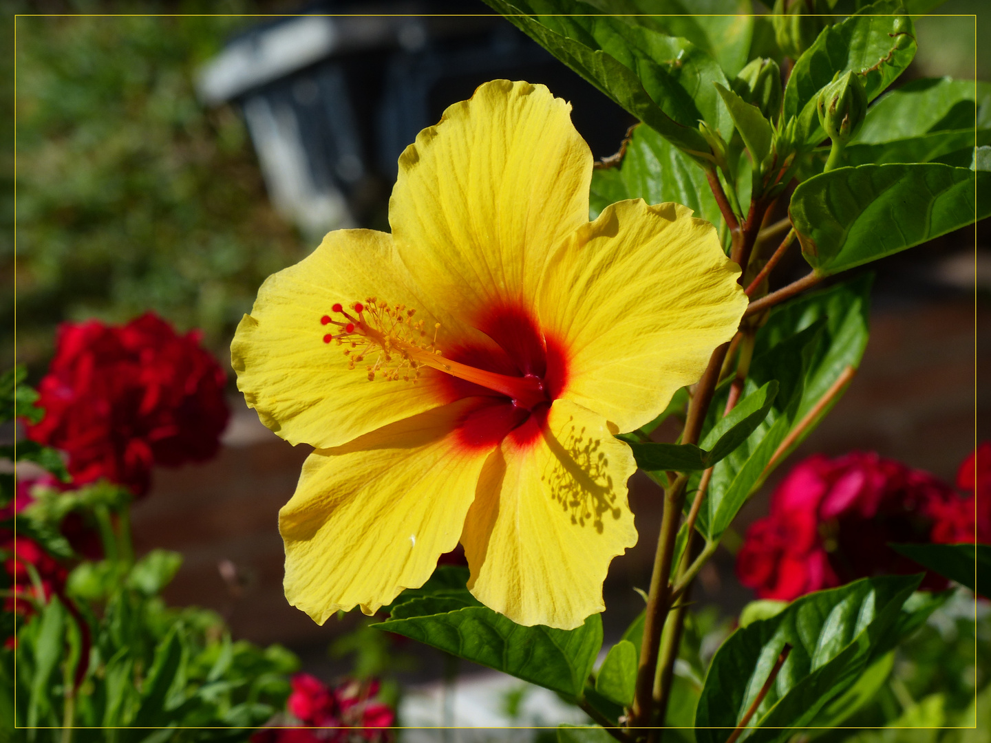 gelber Hibiskus Foto & Bild pflanzen, pilze & flechten, blüten