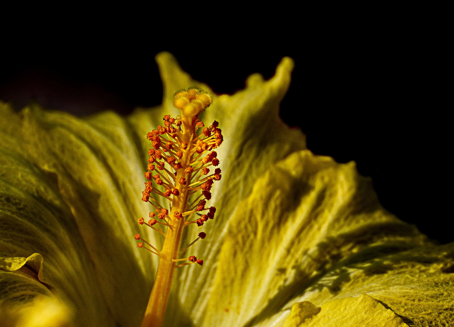 gelber Hibiskus