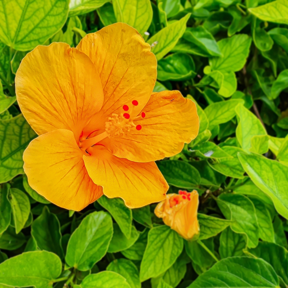 Gelber Hibiskus