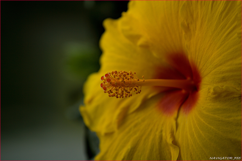 Gelber Hibiskus auch als Roseneibisch bekannt.