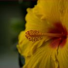 Gelber Hibiskus auch als Roseneibisch bekannt.