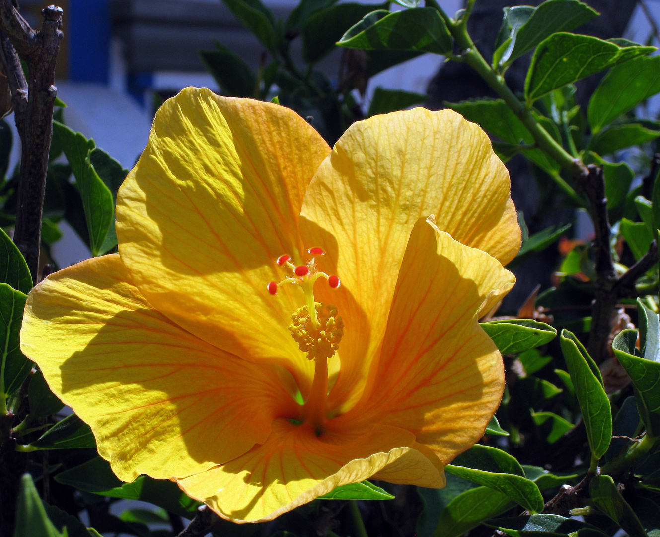 Gelber Hibiskus ...