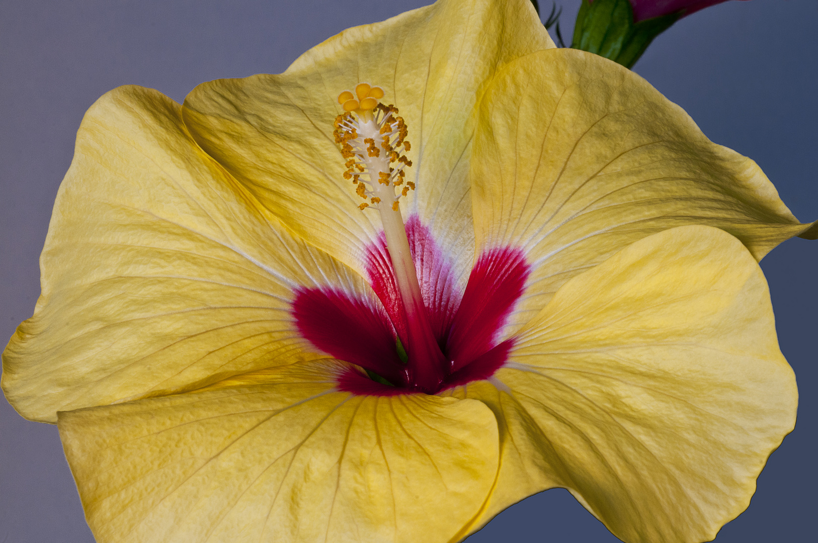 gelber Hibiskus