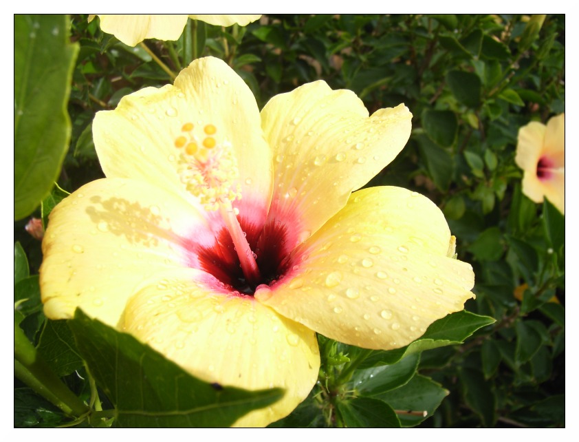 Gelber Hibiskus