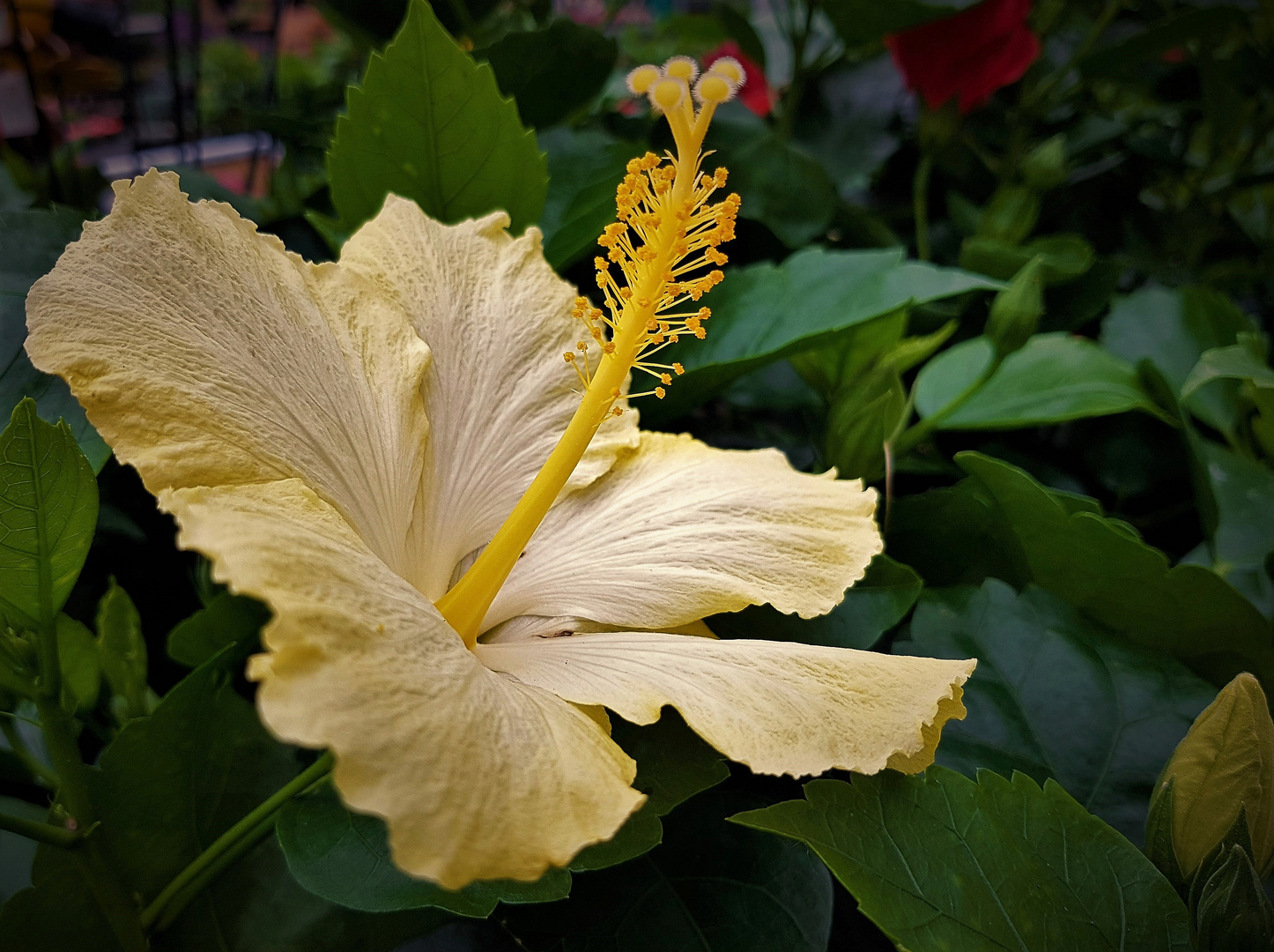 gelber Hibiskus 