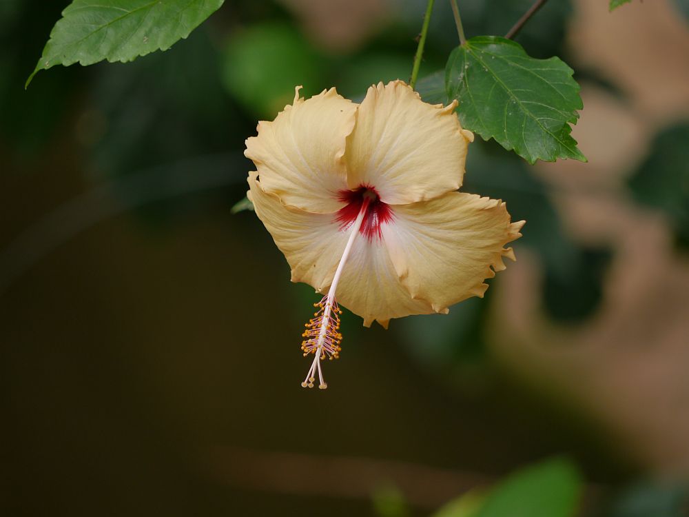 Gelber Hibiskus