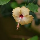 Gelber Hibiskus