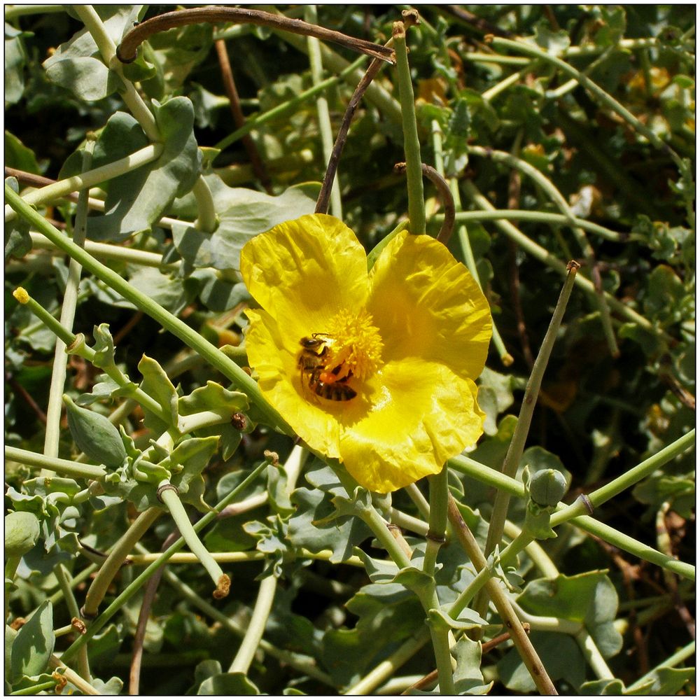 gelber Hornmohn